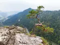 Szczawnica: Jakie góry ją otaczają? Pieniny czy Beskid Sądecki?