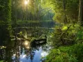 Słońce przebija się przez drzewa, oświetlając spokojną taflę wody w **dolinie roztoczy**. Zwalone, omszałe konary tworzą naturalne mosty nad ciemną wodą.