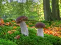 Grzybobranie z noclegiem: Polska. Gdzie znajdziesz grzybowe eldorado?