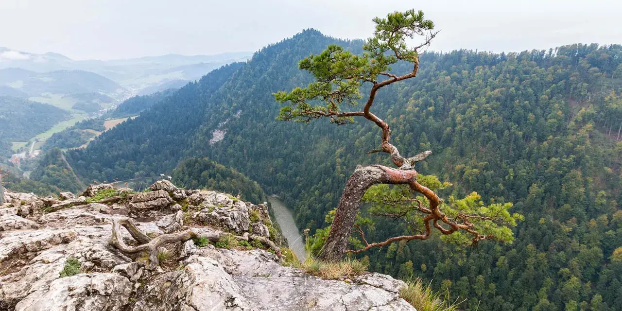 Szczawnica: Jakie góry ją otaczają? Pieniny czy Beskid Sądecki?