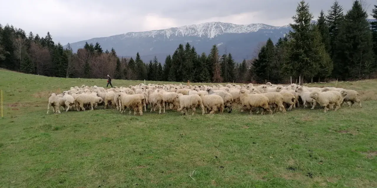 Hala Barankowa: Oscypki, szlaki, Babia Góra Poznaj serce Zawoi!