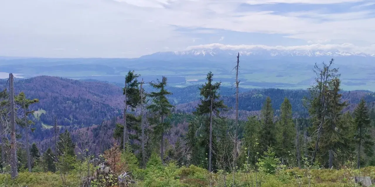 Widok z Rabki Zdrój na Tatry. W oddali majaczą ośnieżone szczyty, a bliżej zielone doliny i lasy.