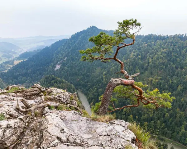 Szczawnica: Jakie góry ją otaczają? Pieniny czy Beskid Sądecki?