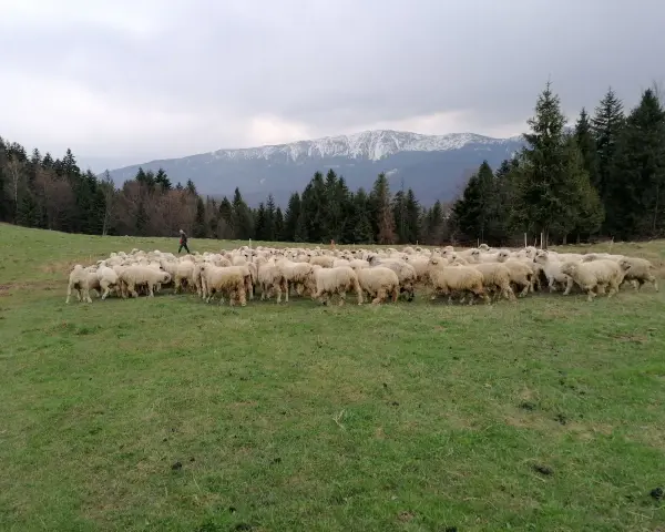 Hala Barankowa: Oscypki, szlaki, Babia Góra Poznaj serce Zawoi!