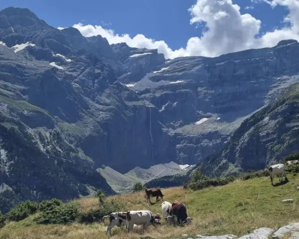 Krowy pasące się na zielonym zboczu w majestatycznym Cirque de Gavarnie. W tle widać potężne góry i wodospad.