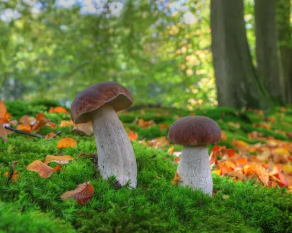 Grzybobranie z noclegiem: Polska. Gdzie znajdziesz grzybowe eldorado?