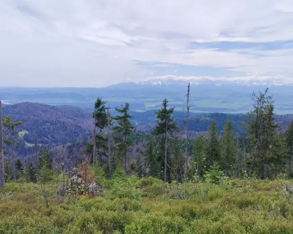 Widok z Rabki Zdrój na Tatry. W oddali majaczą ośnieżone szczyty, a bliżej zielone doliny i lasy.