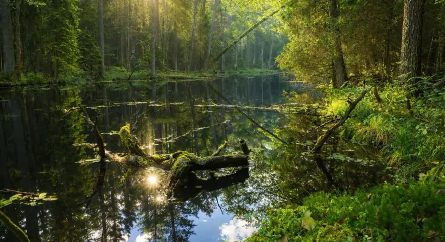 Słońce przebija się przez drzewa, oświetlając spokojną taflę wody w **dolinie roztoczy**. Zwalone, omszałe konary tworzą naturalne mosty nad ciemną wodą.