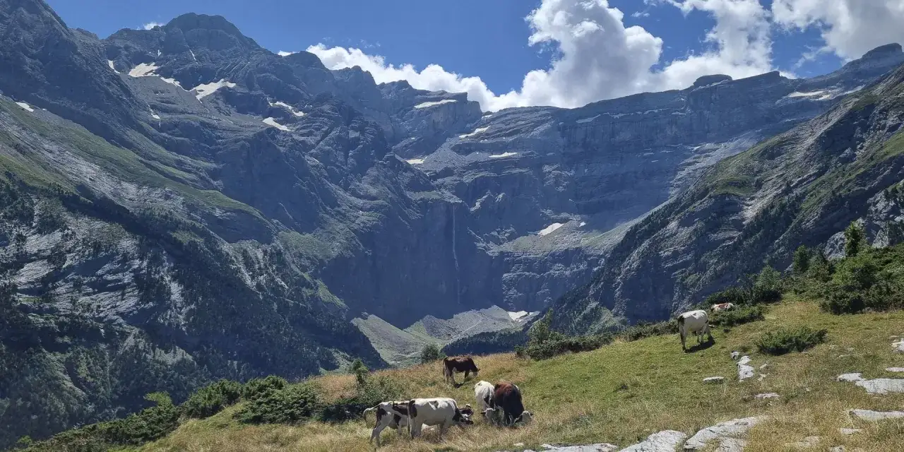 Krowy pasące się na zielonym zboczu w majestatycznym cirque de Gavarnie, z wodospadem w tle.