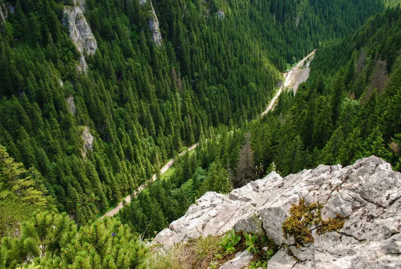 Widok z góry na malownicze szlaki z Doliny Kościeliskiej, otoczone gęstym lasem świerkowym i skalistymi zboczami.